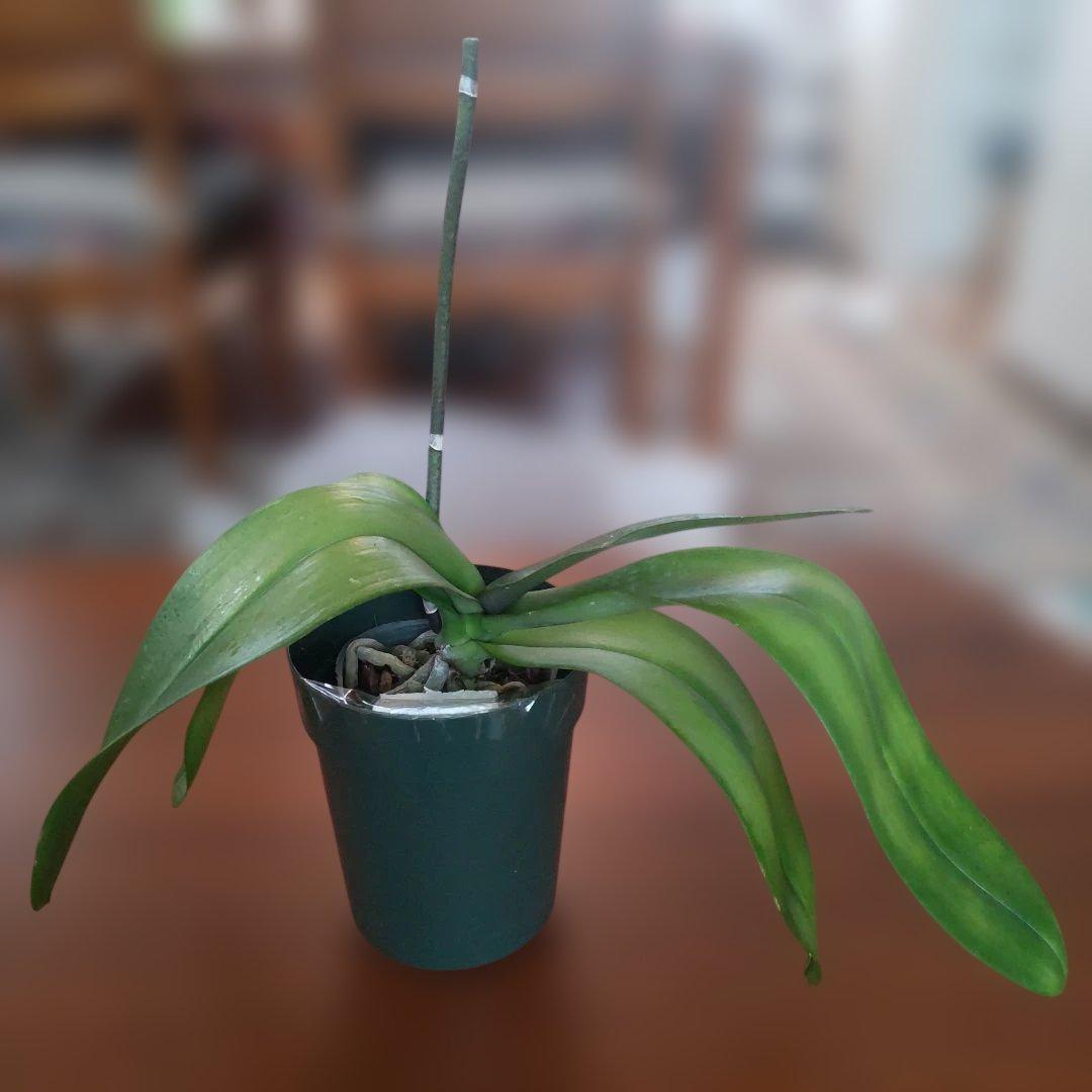 胡蝶蘭 ブルージーン 株のみ (開花済株) 希少品種 タグ付き②