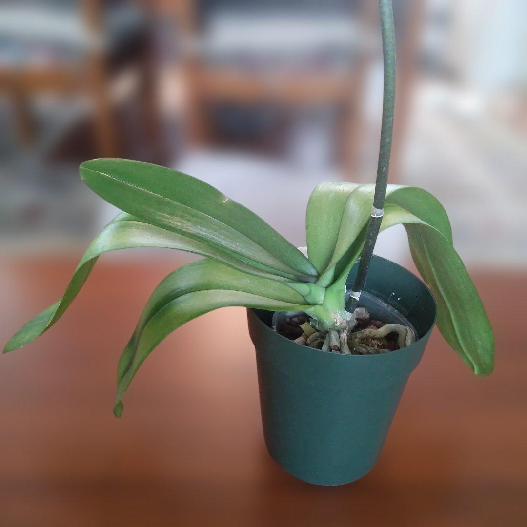 胡蝶蘭 ブルージーン 株のみ (開花済株) 希少品種 タグ付き②