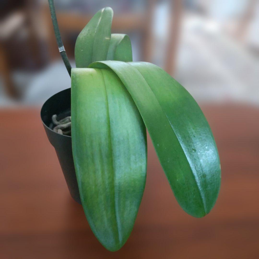 胡蝶蘭 ブルージーン 株のみ (開花済株) 希少品種 タグ付き②