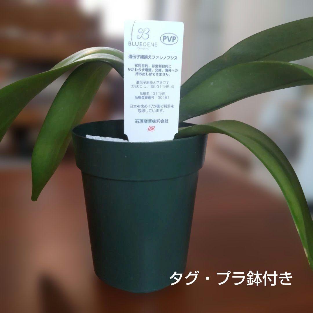 胡蝶蘭 ブルージーン 株のみ (開花済株) 希少品種 タグ付き②