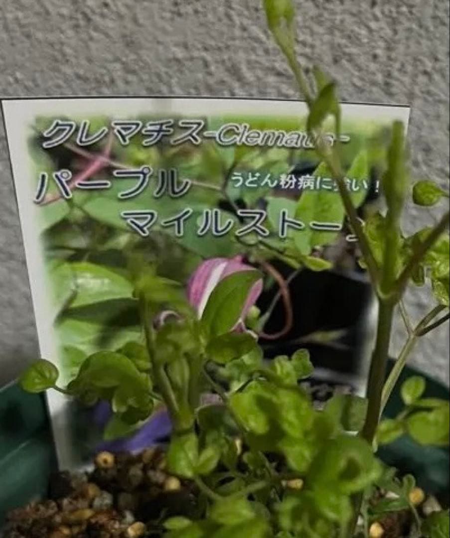 クレマチス　新品種　パープルマイルストーン　ヴィオルナ系　壺型 4寸 正規品