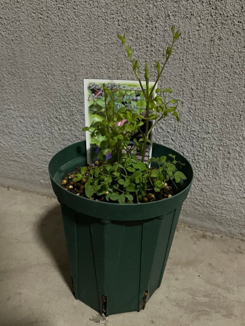 クレマチス　新品種　パープルマイルストーン　ヴィオルナ系　壺型 4寸 正規品