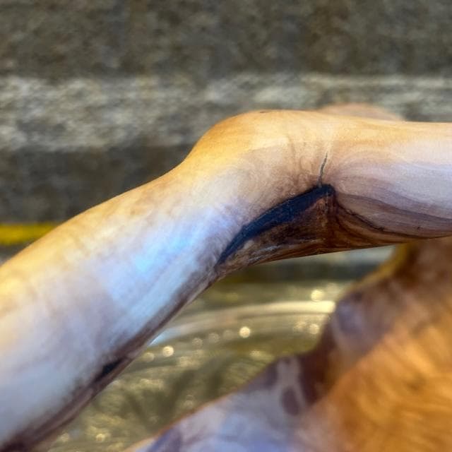 超特大　オリーブの木　バスケット芸術品　永遠の約束　特大 約37cm