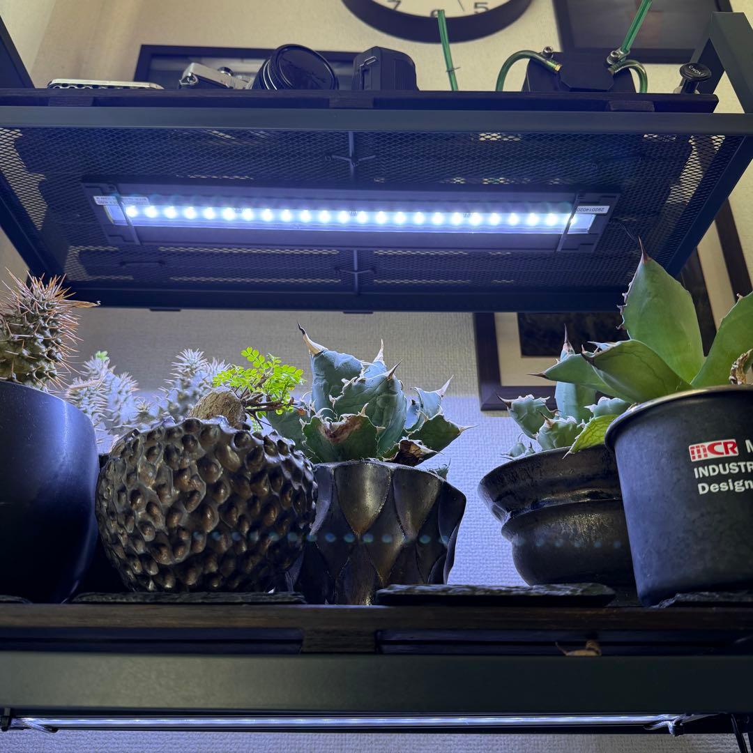 【植物育成棚】IKEAラック×GEXパワーX 3基搭載（アガベ・塊根植物用）