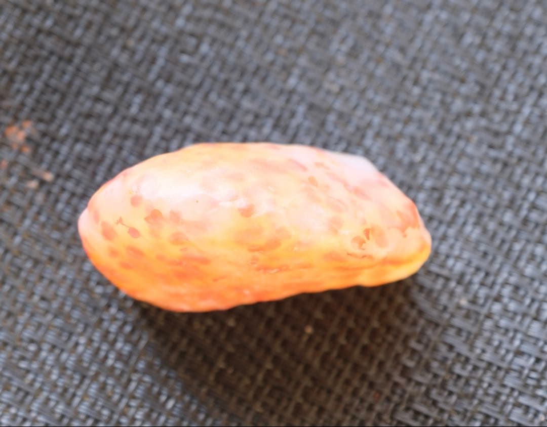 ゴビ石−1446 ゴビ瑪瑙　原石　水玉模様