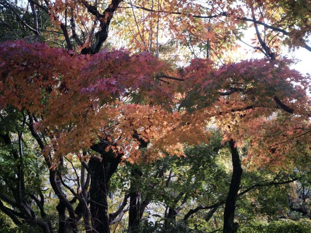 GFX用自作レンズ　60mm　F12.3　(もとはチェキ)