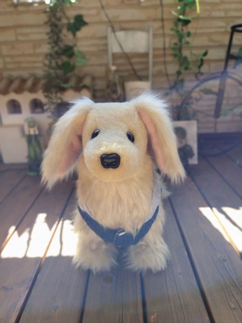 実寸大　ダックス　クリーム