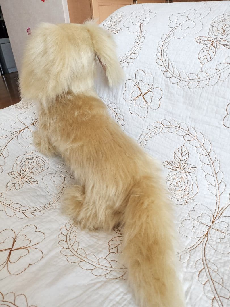 実寸大　ダックス　クリーム