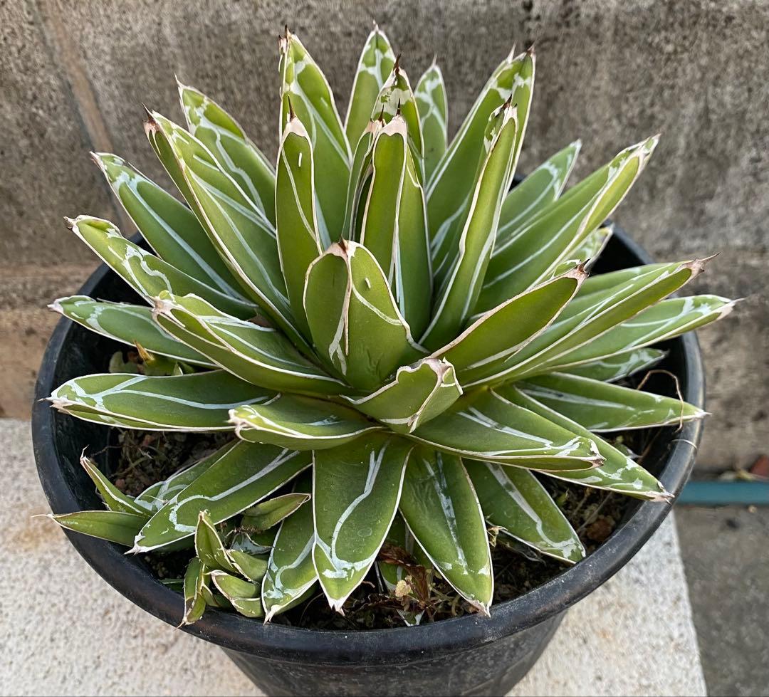 アガベ　笹の雪　大株　子株付