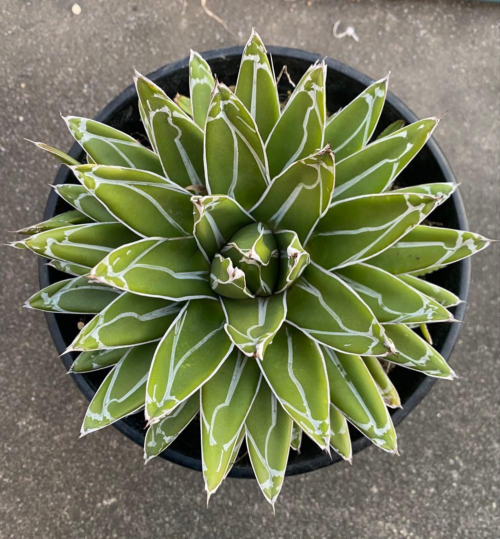 アガベ　笹の雪　大株　子株付