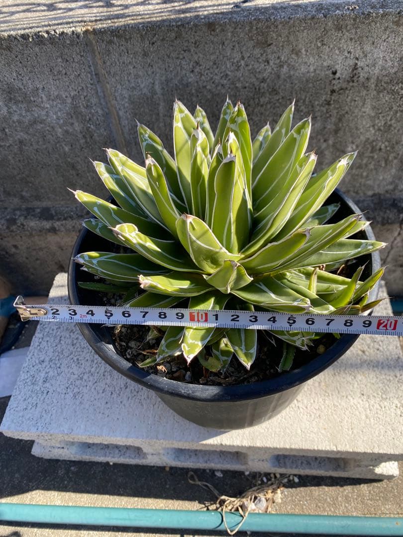 アガベ　笹の雪　大株　子株付
