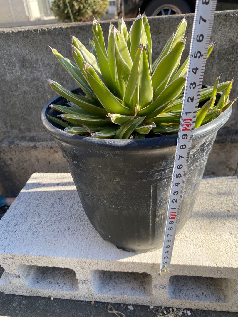 アガベ　笹の雪　大株　子株付