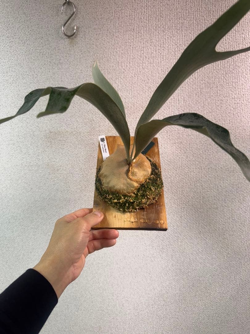 P.’Blue Moon’ ブルームーン　OC株　ビカクシダ