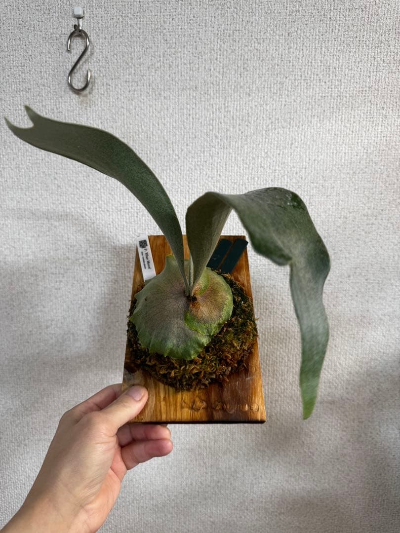 P.’Blue Moon’ ブルームーン　OC株　ビカクシダ