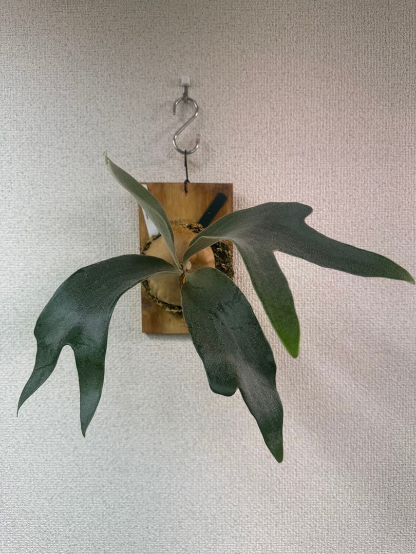 P.’Blue Moon’ ブルームーン　OC株　ビカクシダ