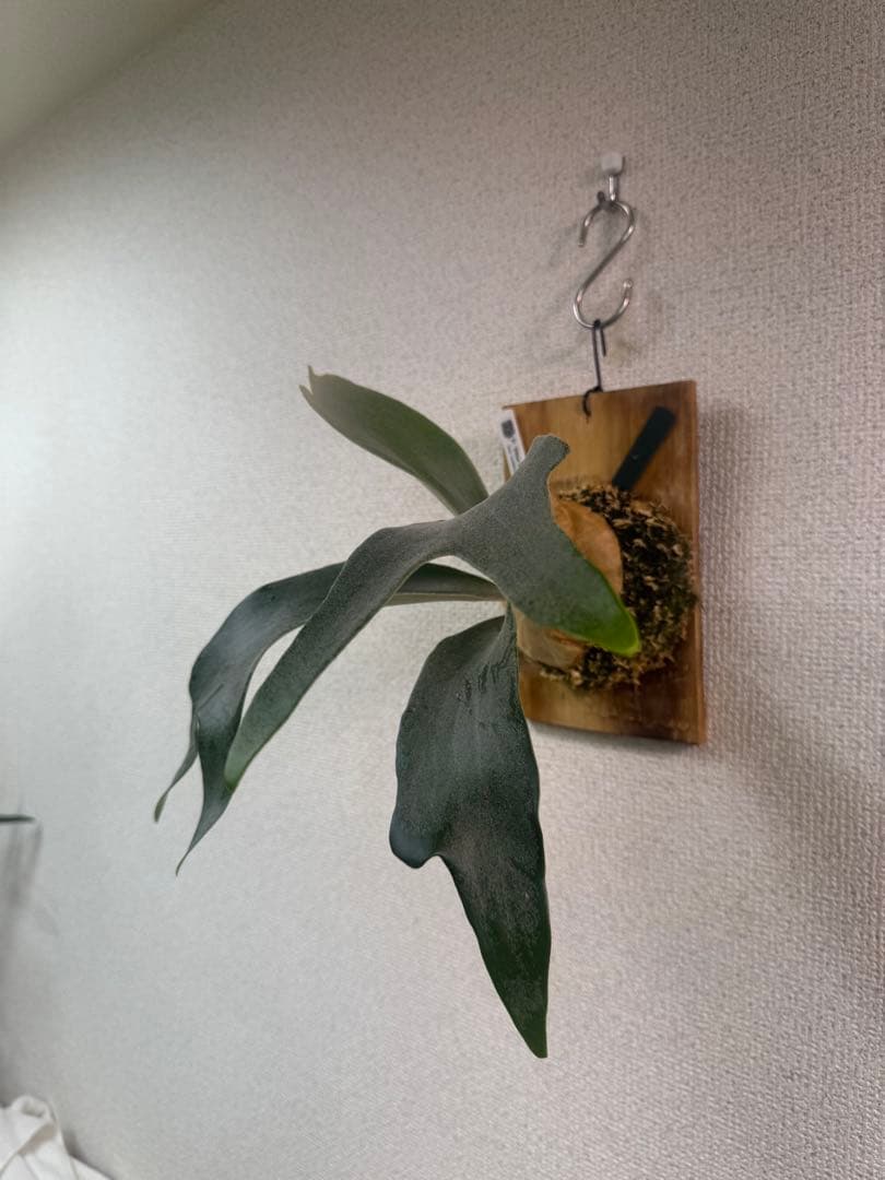 P.’Blue Moon’ ブルームーン　OC株　ビカクシダ