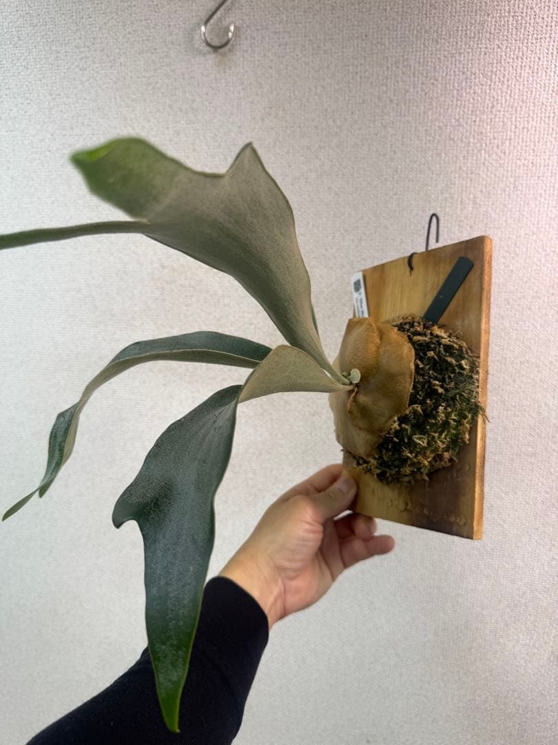 P.’Blue Moon’ ブルームーン　OC株　ビカクシダ