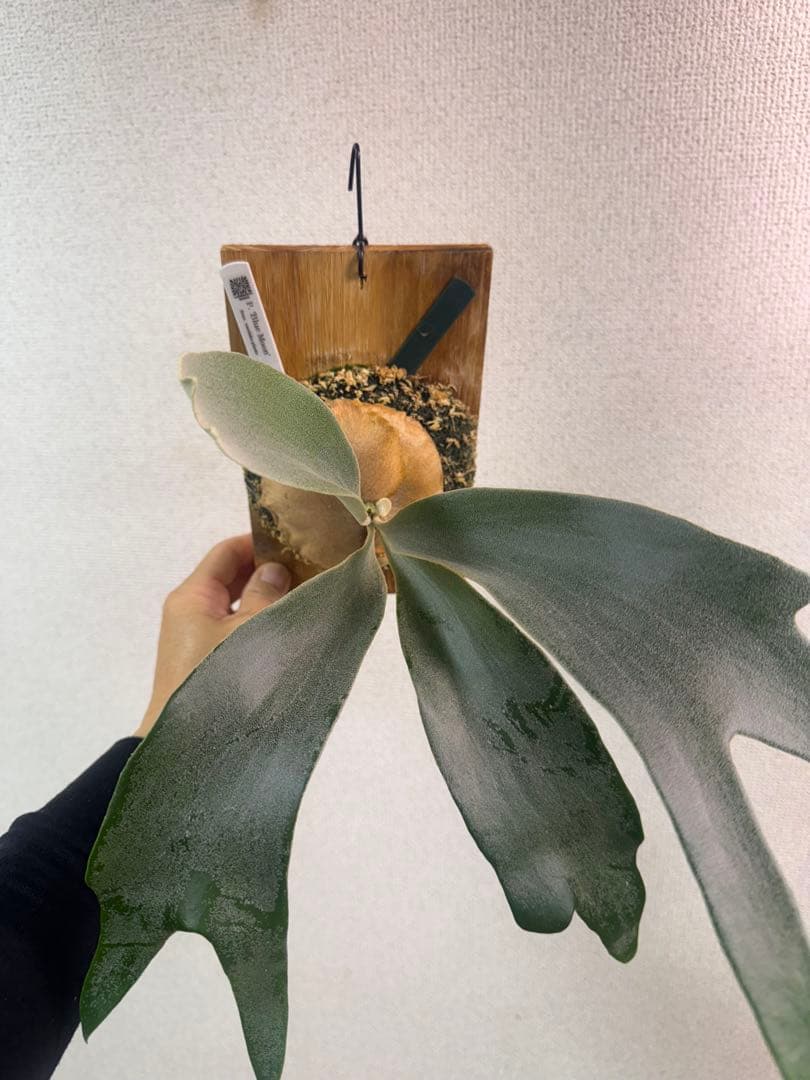 P.’Blue Moon’ ブルームーン　OC株　ビカクシダ