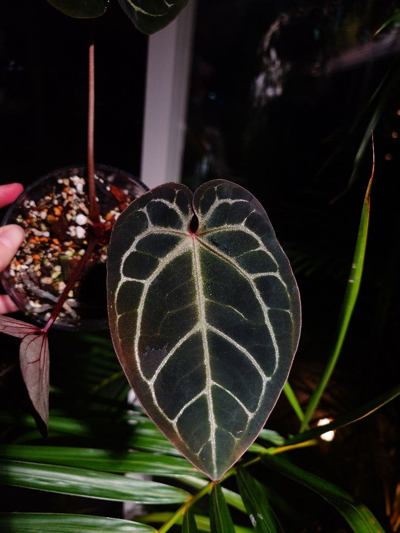 ピ*ス様 Anthurium Wonderboy x self 実生株