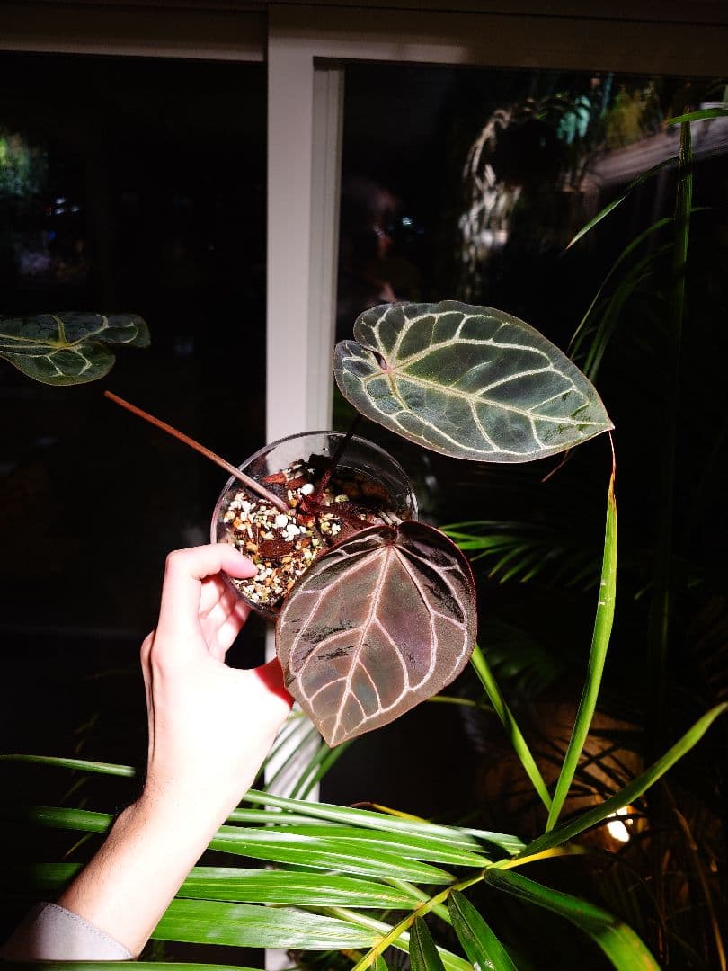 ピ*ス様 Anthurium Wonderboy x self 実生株