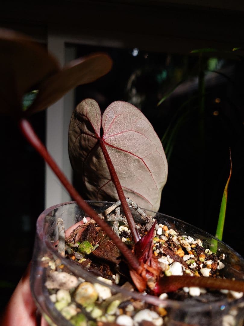 ピ*ス様 Anthurium Wonderboy x self 実生株