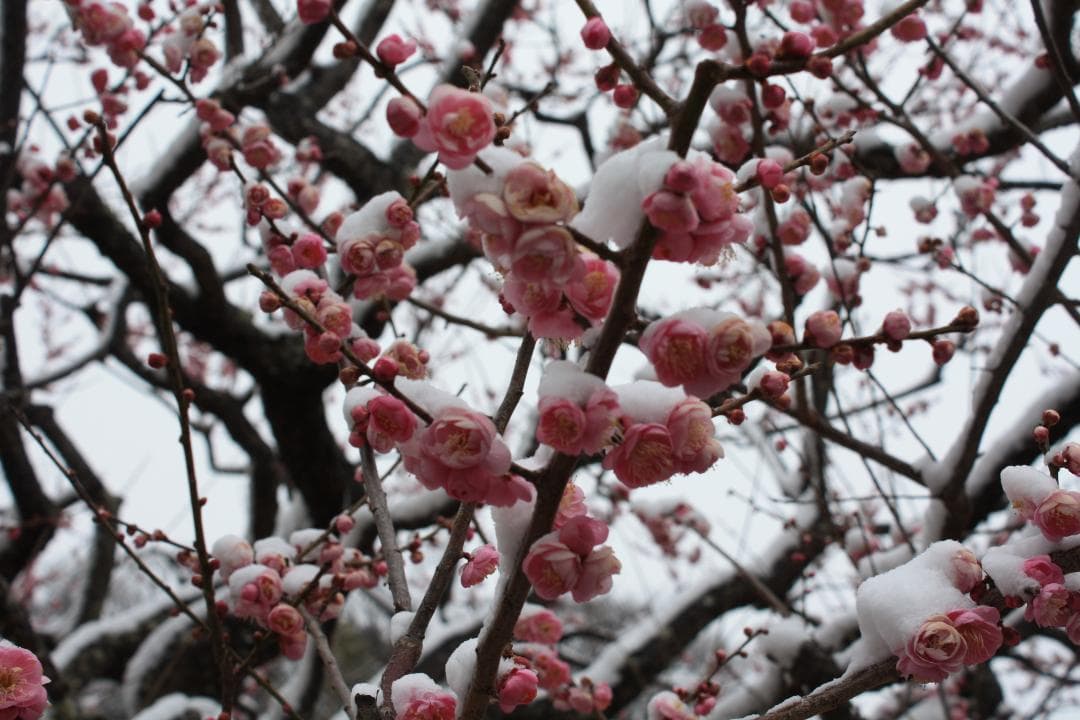 【RTさま専用】Canon EOS Kiss F デジタル一眼レフカメラ