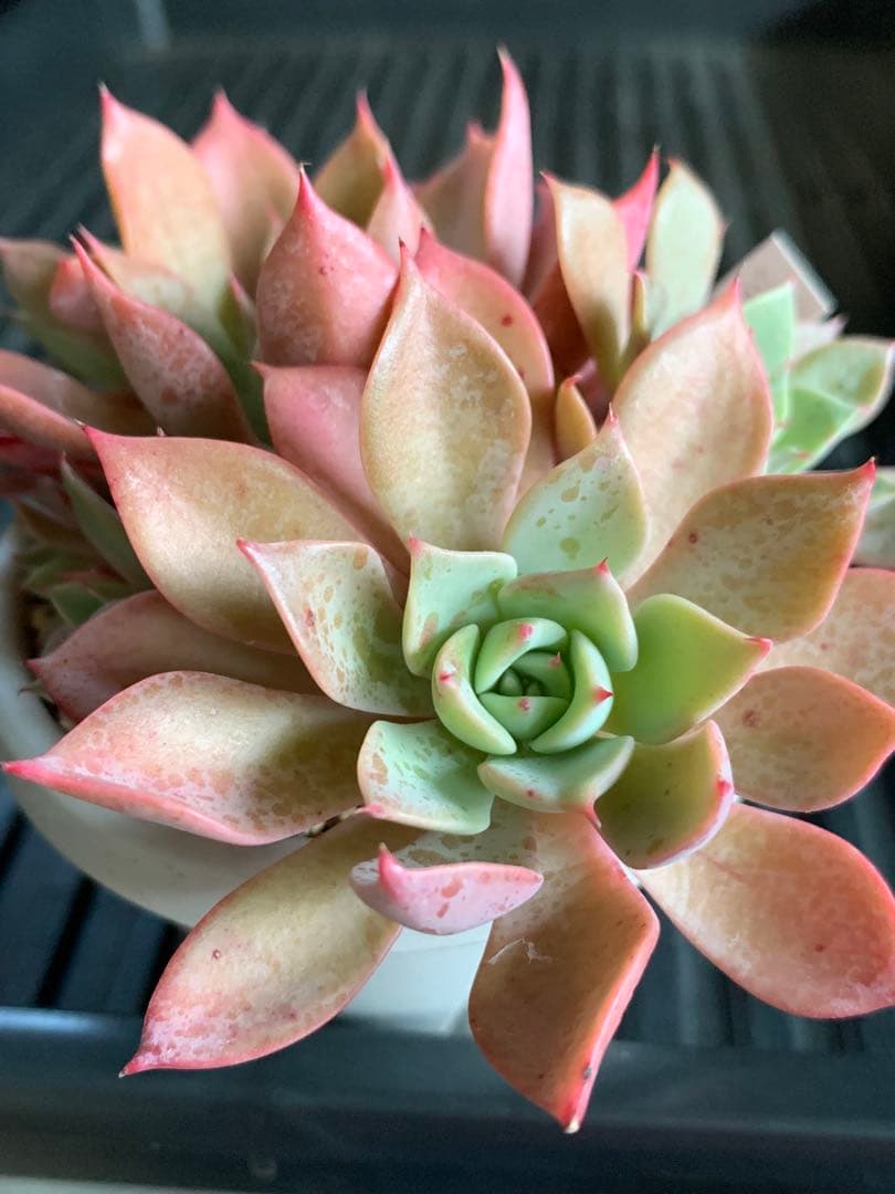 札付き　ひなまつり　7頭　3号鉢　群生　ミックスベリア　おらいさん