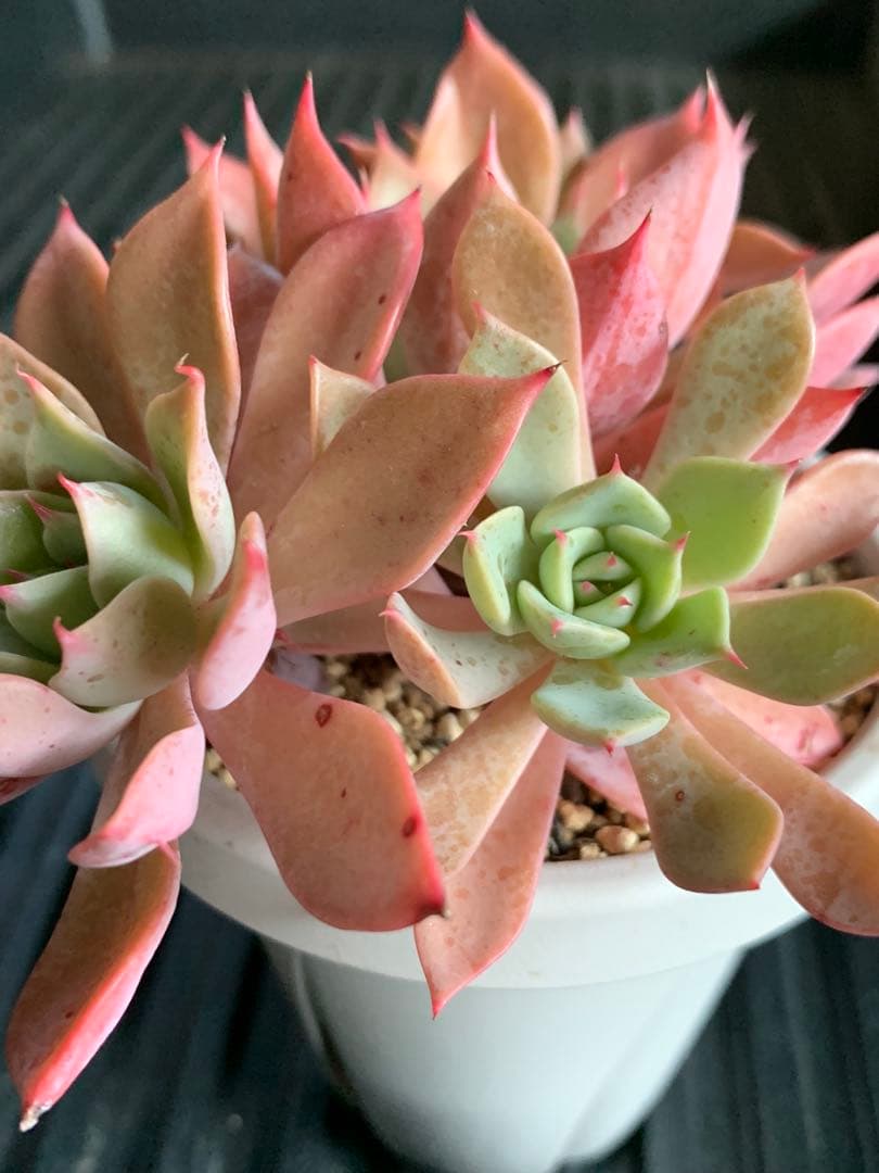 札付き　ひなまつり　7頭　3号鉢　群生　ミックスベリア　おらいさん