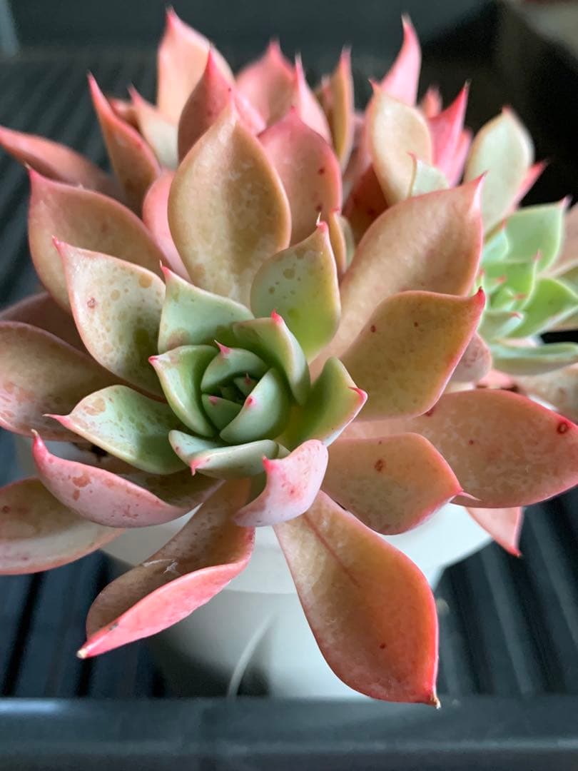 札付き　ひなまつり　7頭　3号鉢　群生　ミックスベリア　おらいさん