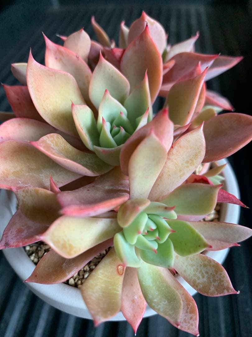 札付き　ひなまつり　7頭　3号鉢　群生　ミックスベリア　おらいさん