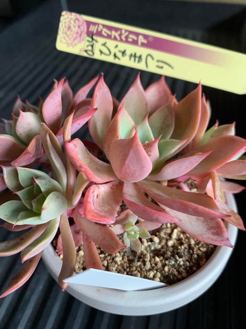 札付き　ひなまつり　7頭　3号鉢　群生　ミックスベリア　おらいさん