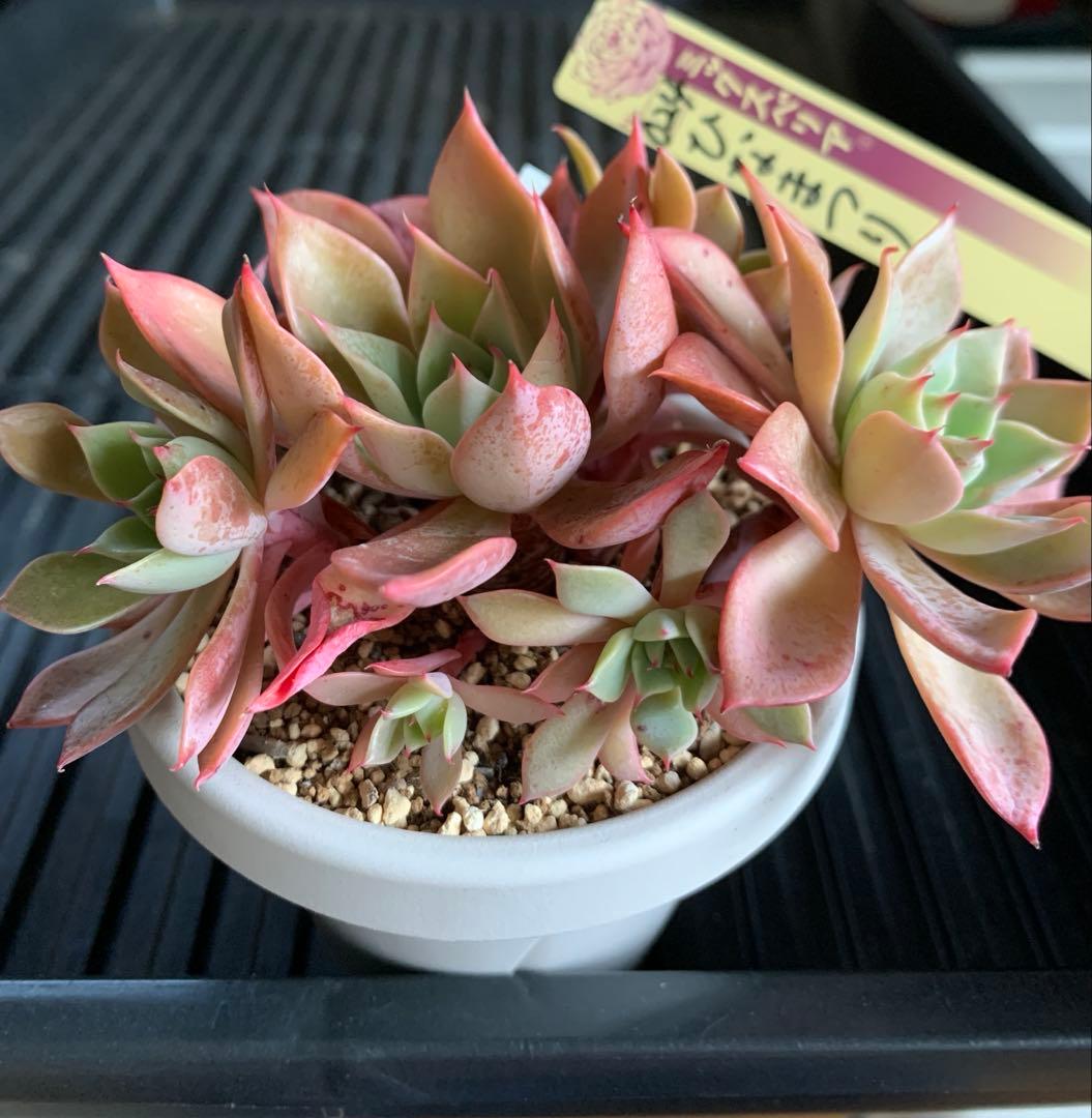 札付き　ひなまつり　7頭　3号鉢　群生　ミックスベリア　おらいさん