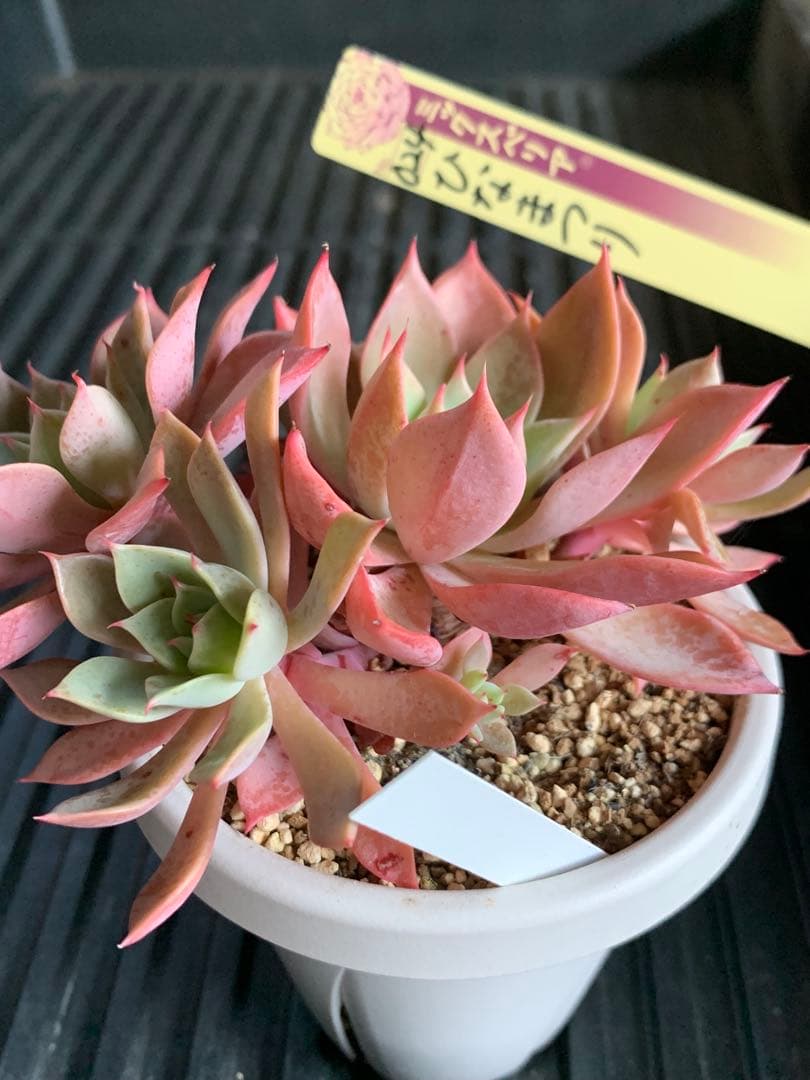 札付き　ひなまつり　7頭　3号鉢　群生　ミックスベリア　おらいさん