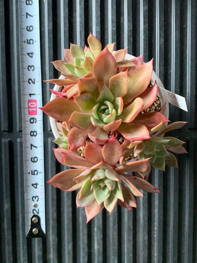 札付き　ひなまつり　7頭　3号鉢　群生　ミックスベリア　おらいさん