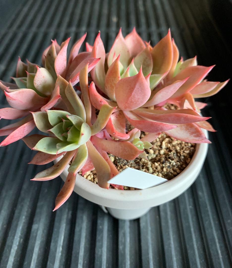 札付き　ひなまつり　7頭　3号鉢　群生　ミックスベリア　おらいさん