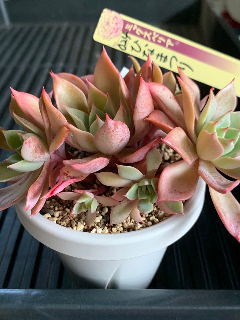 札付き　ひなまつり　7頭　3号鉢　群生　ミックスベリア　おらいさん