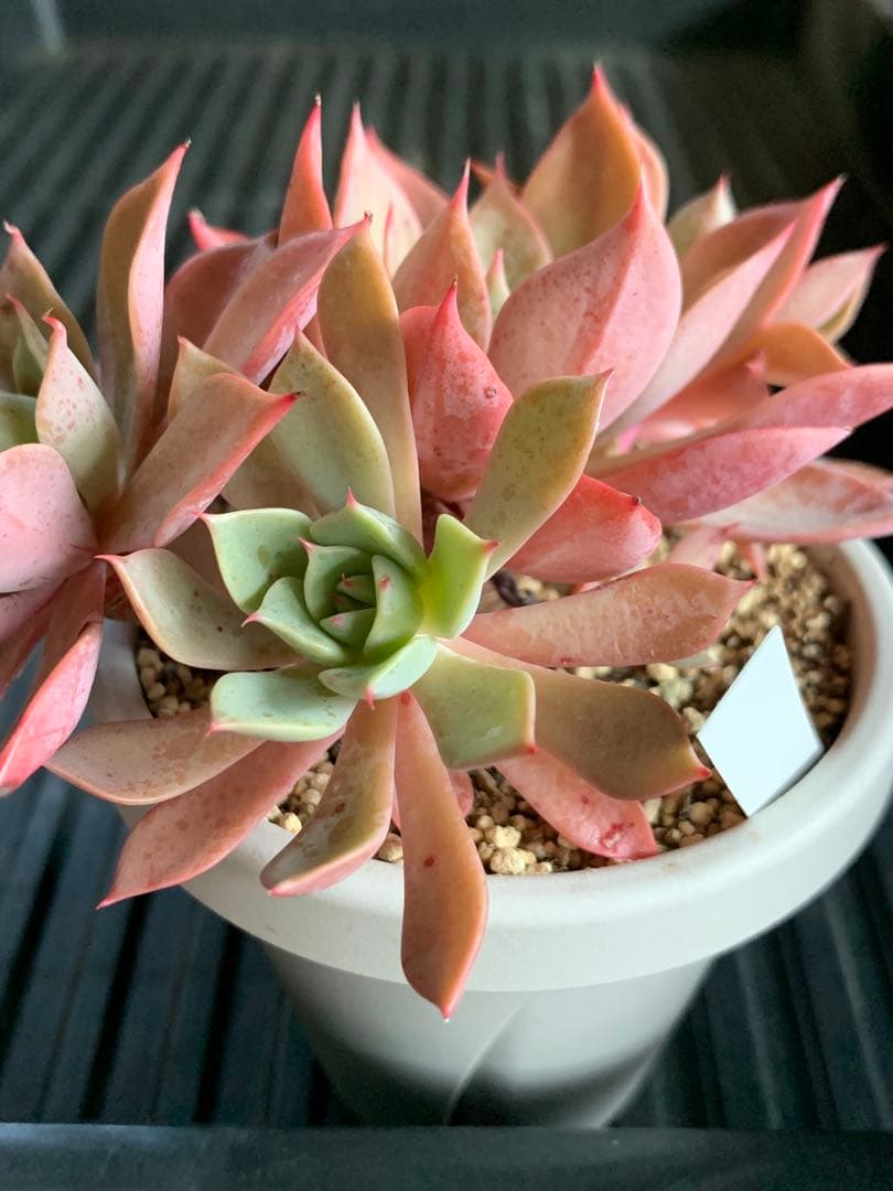 札付き　ひなまつり　7頭　3号鉢　群生　ミックスベリア　おらいさん