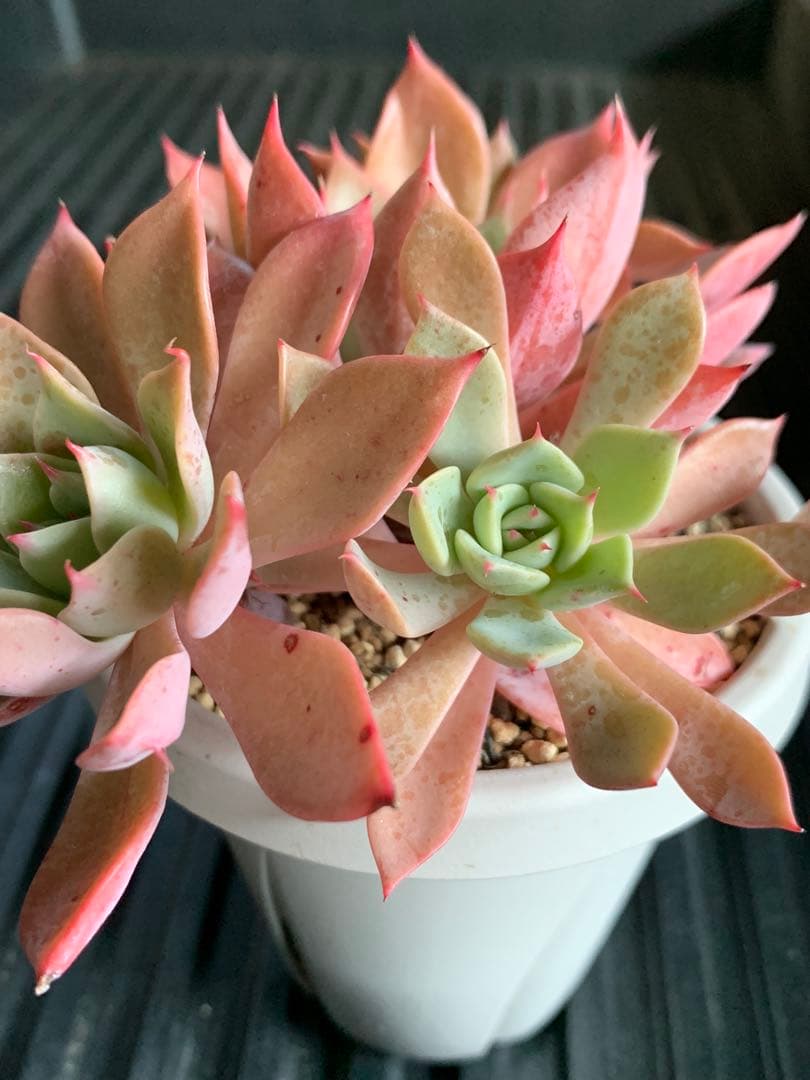 札付き　ひなまつり　7頭　3号鉢　群生　ミックスベリア　おらいさん