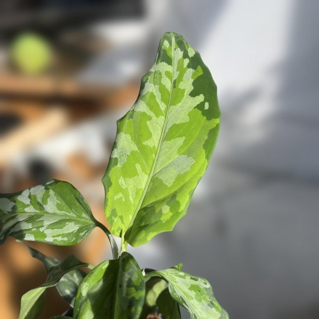 観葉植物 斑点模様の緑色の葉