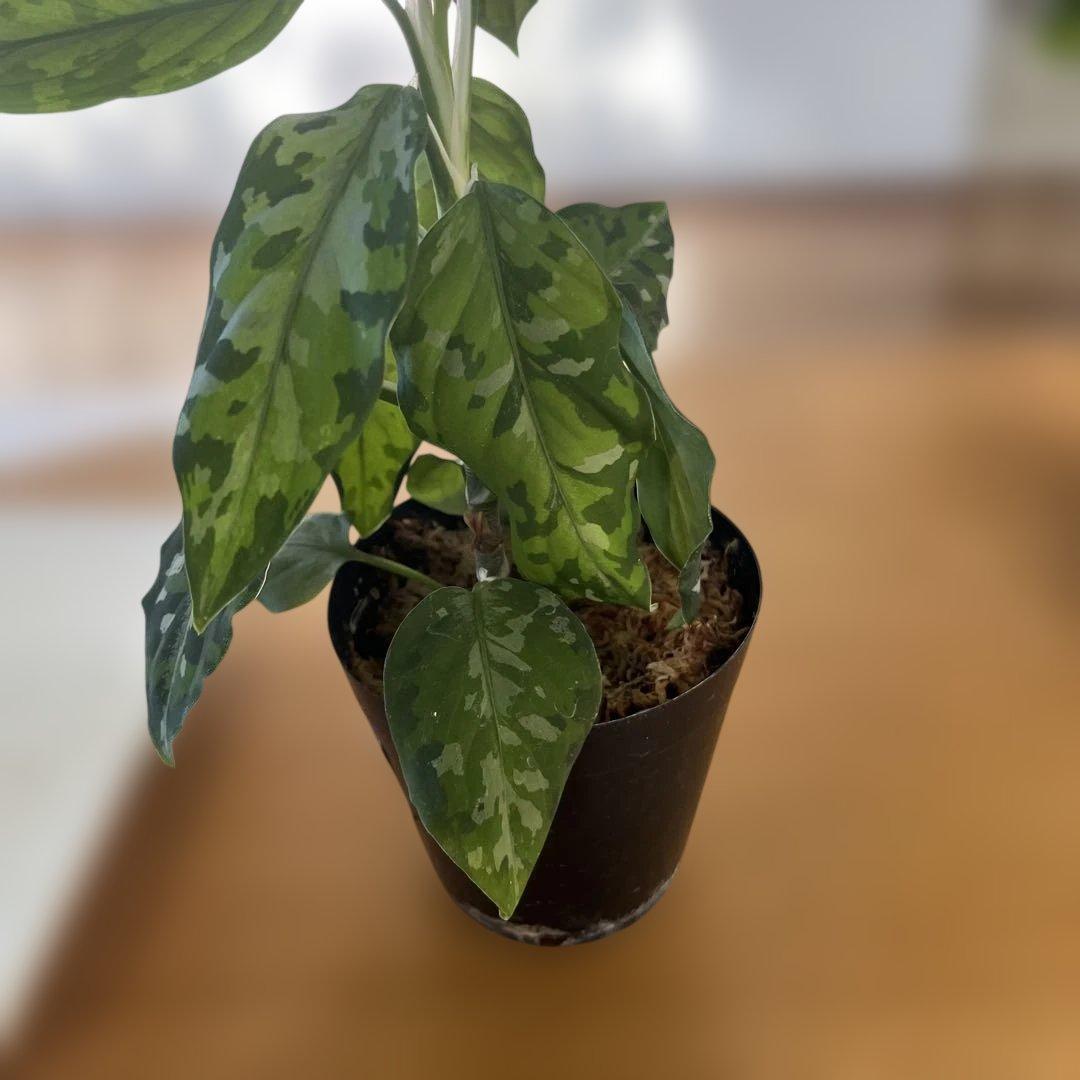 観葉植物 斑点模様の緑色の葉