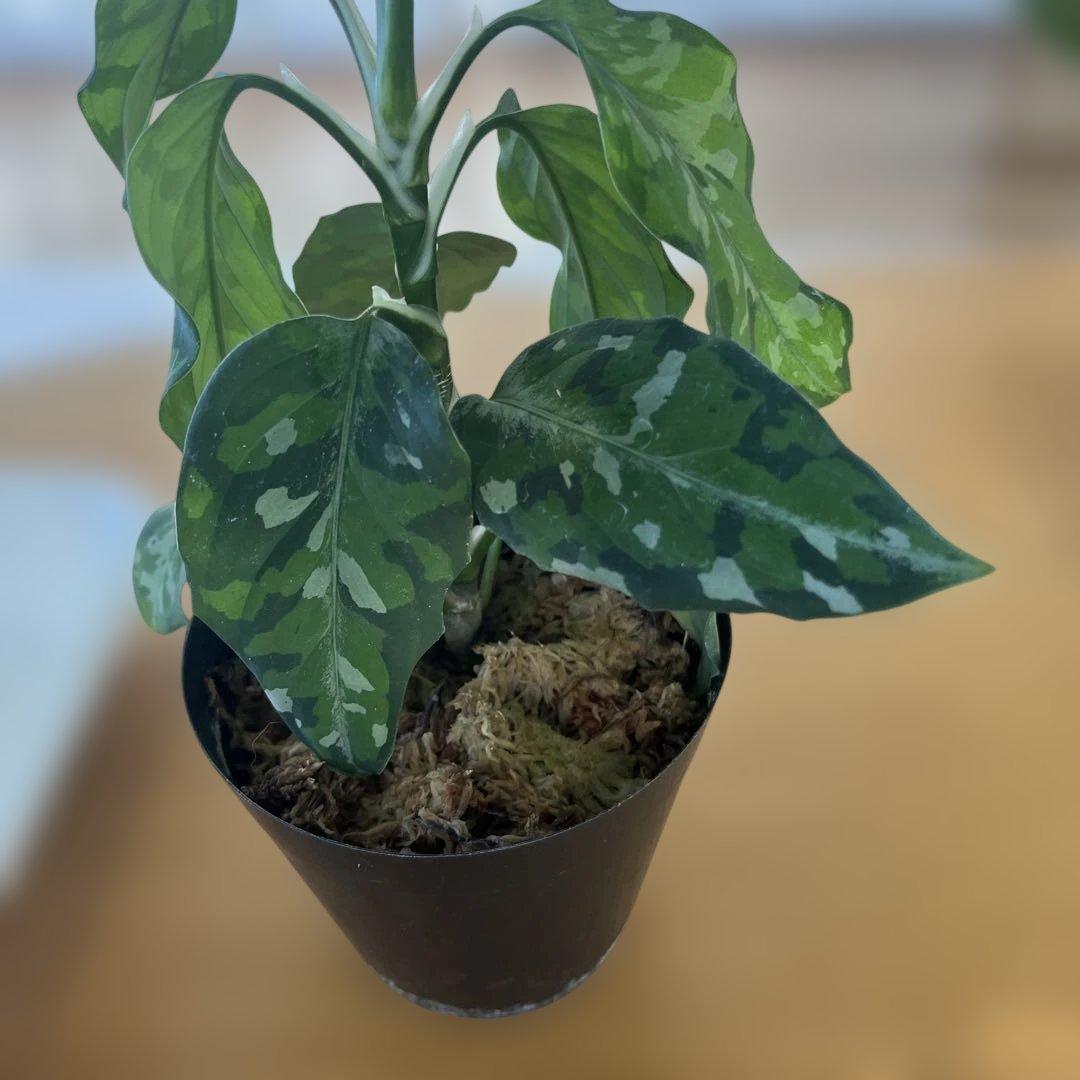 観葉植物 斑点模様の緑色の葉