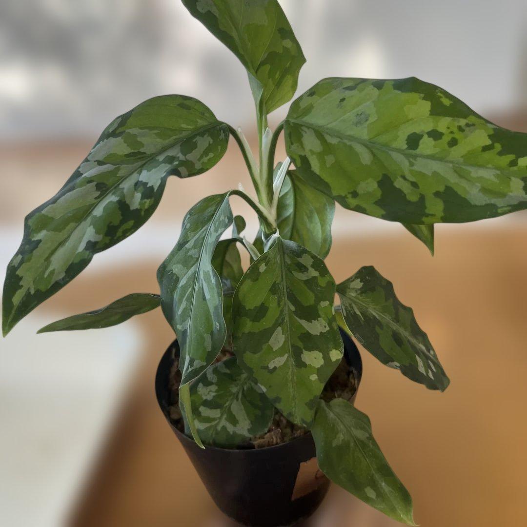 観葉植物 斑点模様の緑色の葉