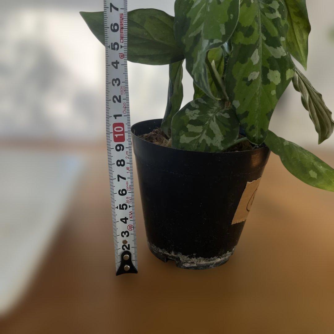 観葉植物 斑点模様の緑色の葉