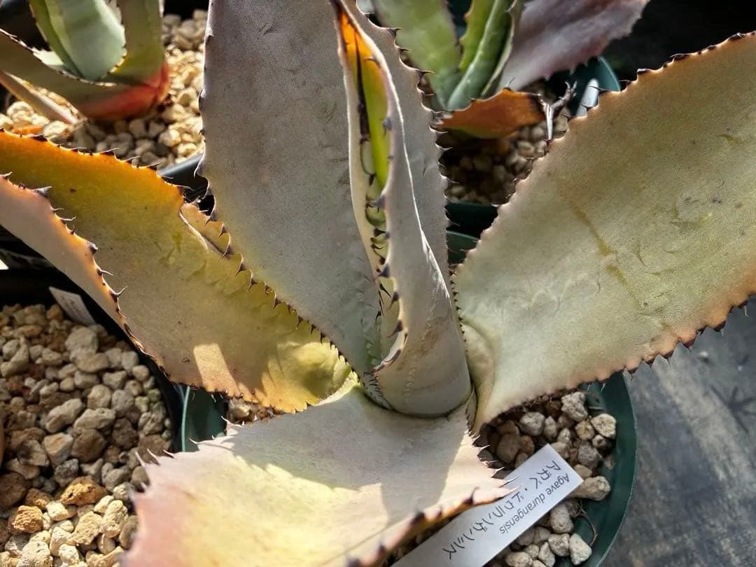 アガベ　大苗セット6点