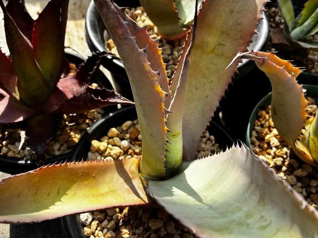 アガベ　大苗セット6点