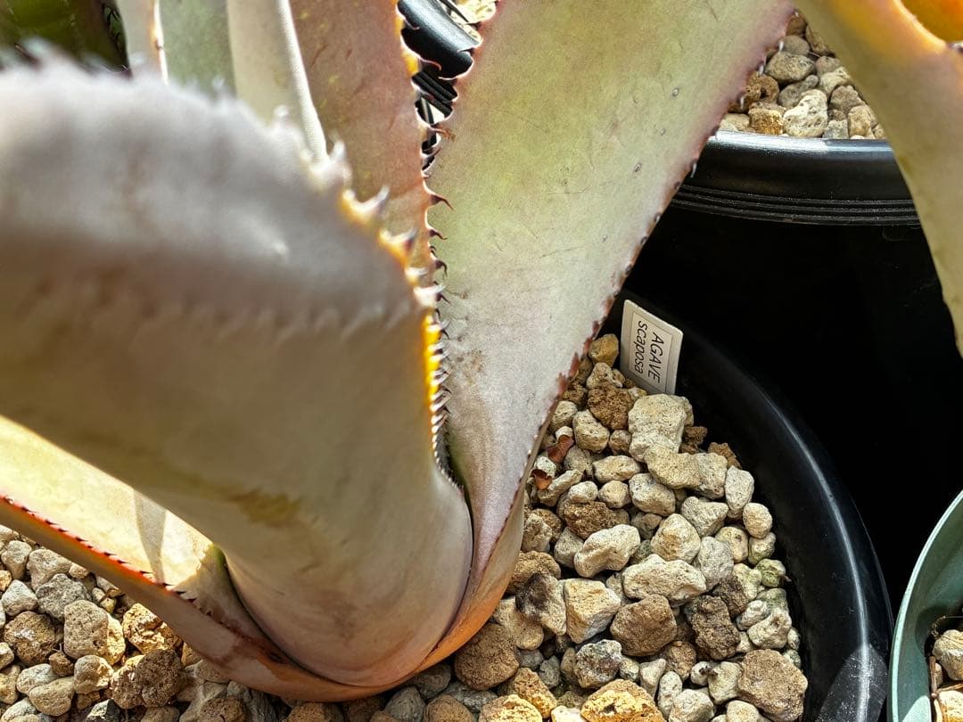 アガベ　大苗セット6点