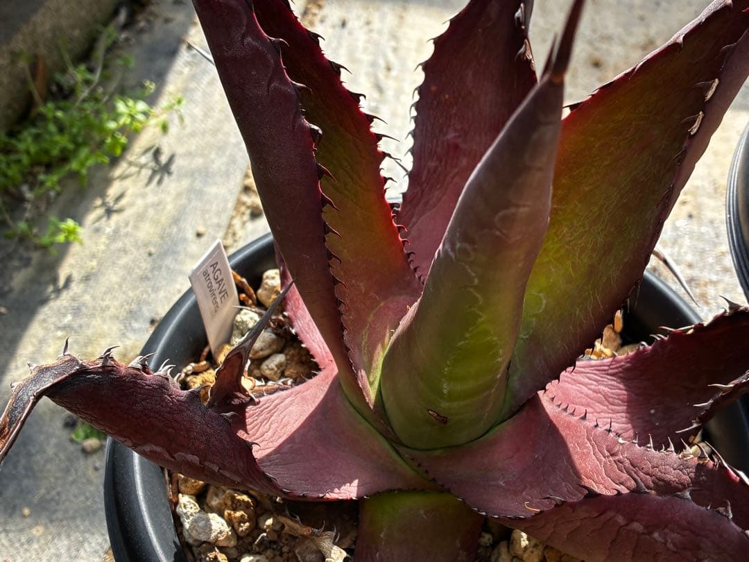 アガベ　大苗セット6点