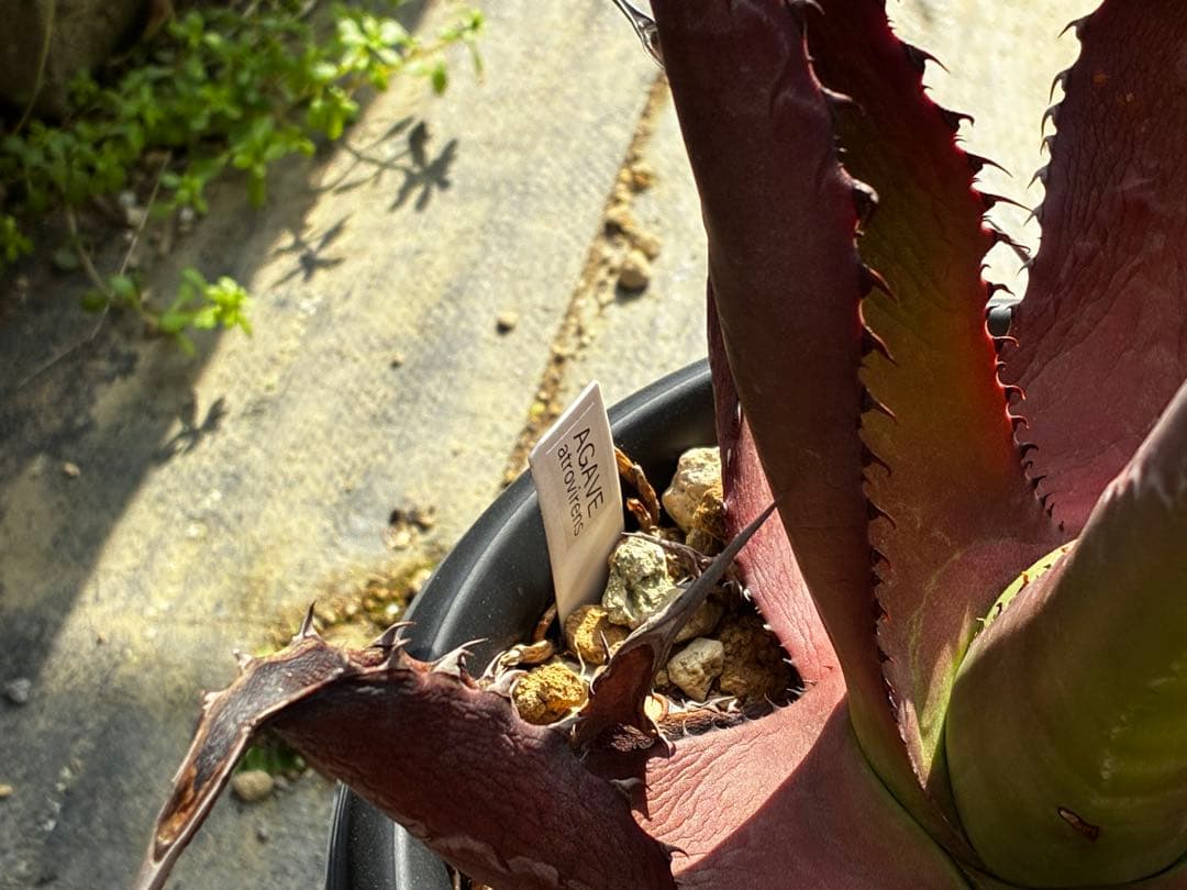 アガベ　大苗セット6点