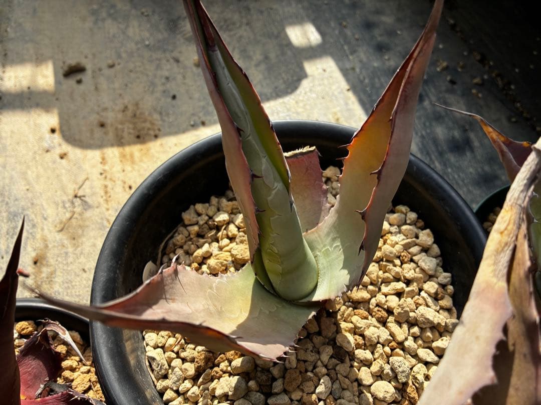 アガベ　大苗セット6点