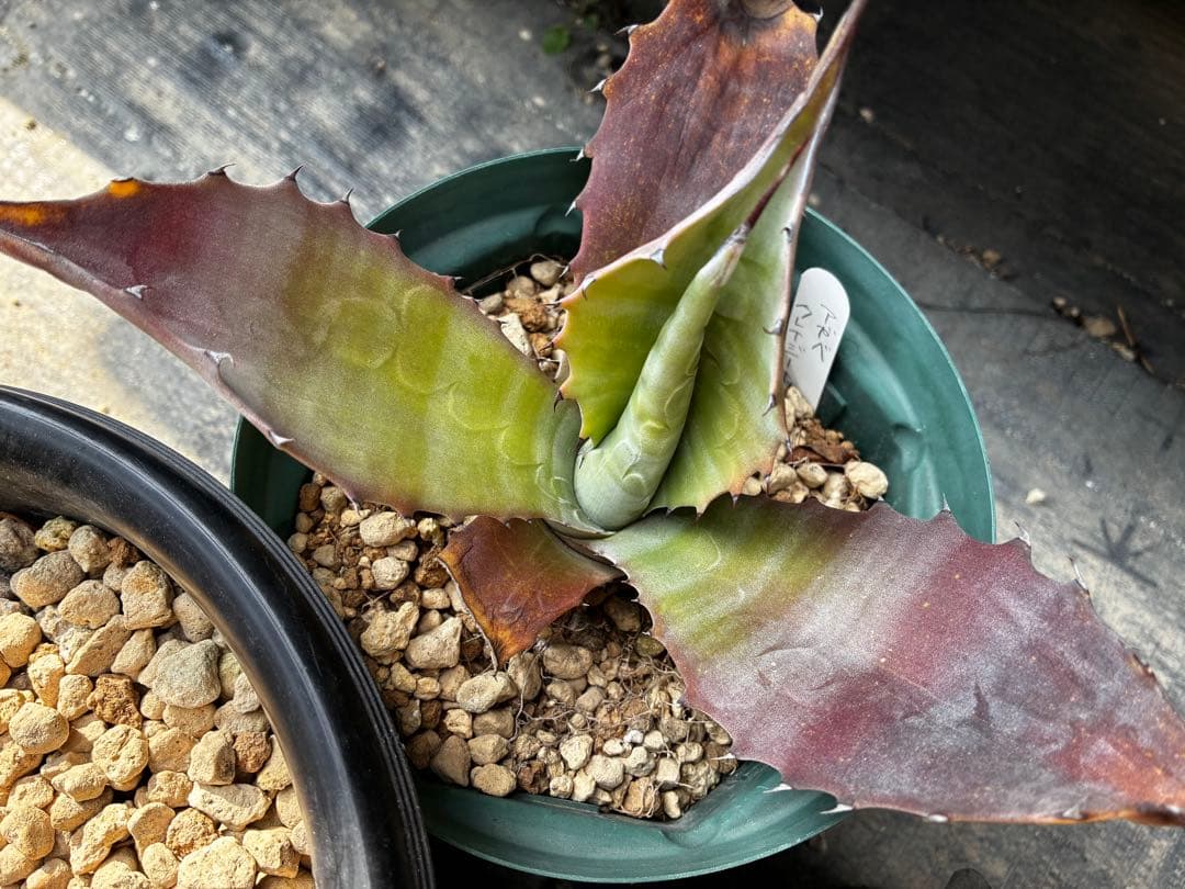 アガベ　大苗セット6点